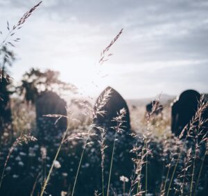 Three headstones in a sunny field with wild grasses growing
